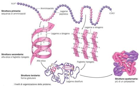 Diagramma che illustra la relazione tra struttura proteica e funzione