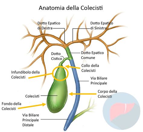 Anatomia del fegato, colecisti e vie biliari