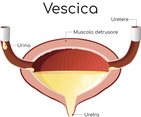 Diagramma anatomico della prostata e della vescica maschile