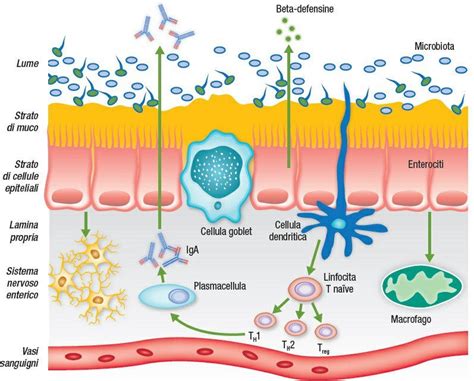 Immagine 3D dell'intestino con cellule immunitarie evidenziate
