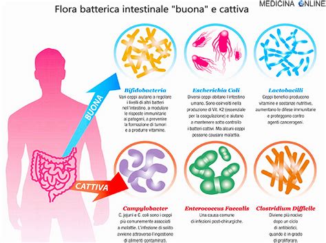 Grafico che mostra la diversità batterica intestinale in soggetti sani e con Alzheimer