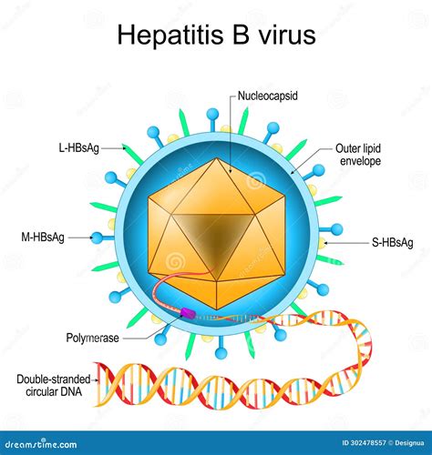 Diagramma che illustra le vie di trasmissione del virus dell'epatite B