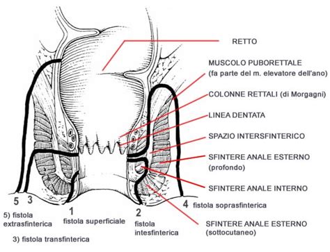 Schema anatomico della regione perineale