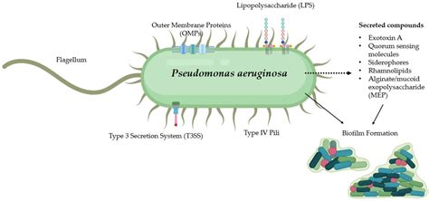 Schema di trasmissione di Pseudomonas aeruginosa in ambiente ospedaliero