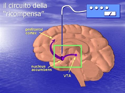 Diagramma che illustra il circuito di ricompensa del cervello