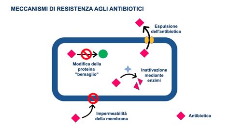 diagramma che illustra la resistenza agli antibiotici