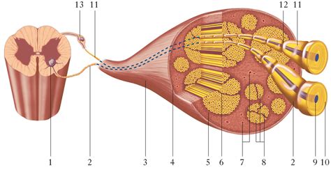 Illustrazione schematica del sistema nervoso con evidenziate le fibre nervose periferiche e centrali.
