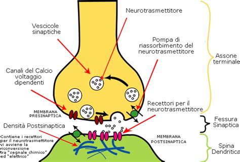 Schema semplificato di un neurone che mostra la sinapsi e il ruolo dei canali del calcio.