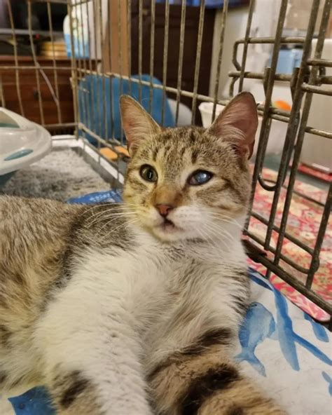 Gatto che osserva curiosamente dall'interno di una gabbia in una pensione