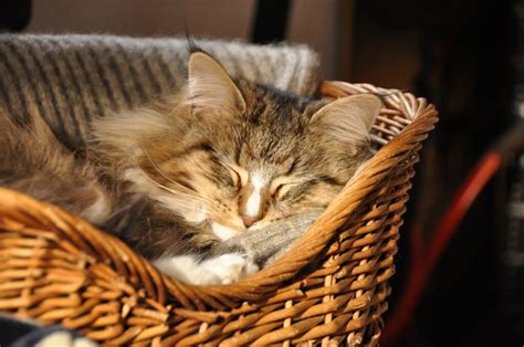 Gatto che dorme sereno in una cesta comoda