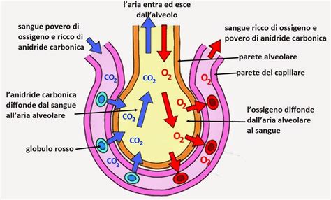 Diagramma che illustra lo scambio gassoso negli alveoli polmonari