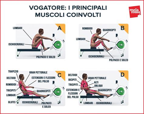 Diagramma che illustra i muscoli coinvolti nell'equitazione