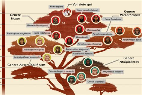 Schema evolutivo degli Afroteri