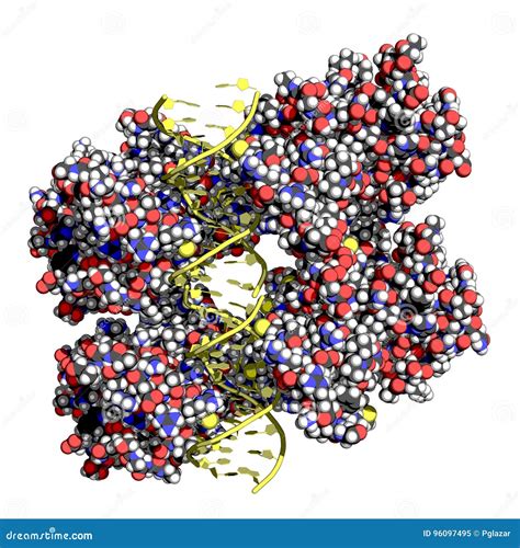 Rappresentazione schematica della proteina p53