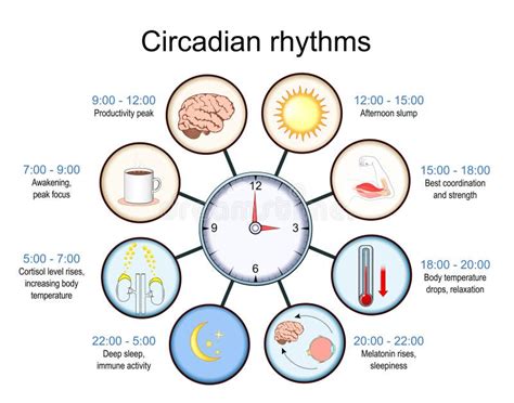 Rappresentazione schematica del ritmo circadiano