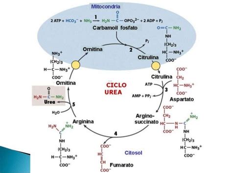 Schema del ciclo dell'urea nel fegato