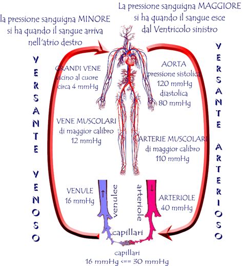 Pressione sanguigna e cuore