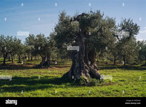 Paesaggio rurale della Murgia Pugliese con ulivi secolari