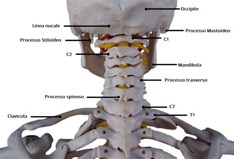 Diagramma scheletrico del collo che evidenzia le vertebre cervicali