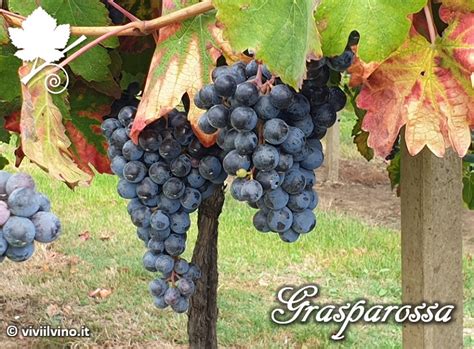 Grappoli di uva Lambrusco Grasparossa