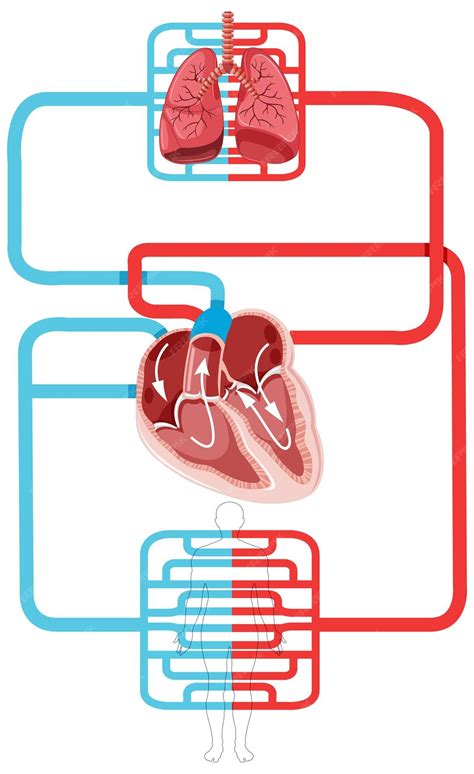 Diagramma del corpo umano che mostra il flusso sanguigno verso gli organi vitali in posizione antishock