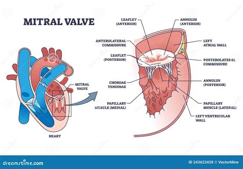Anatomia della valvola mitrale