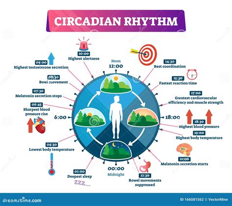 Schema del ritmo circadiano umano