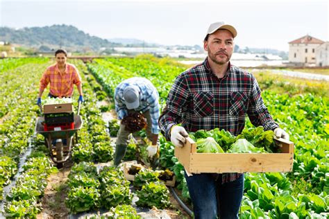 Lavoratori agricoli in un campo