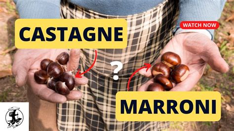 Castagne e marroni a confronto