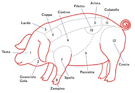 Diagramma anatomico del maiale con evidenziata la lonza