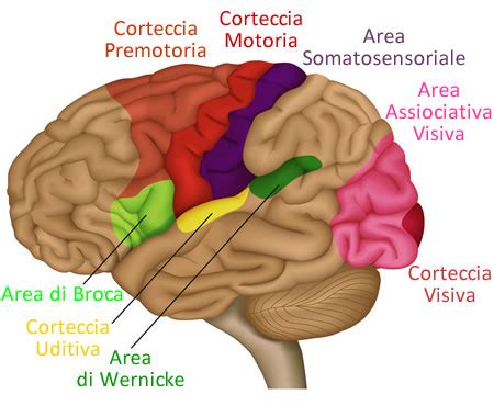 Diagramma che illustra le diverse aree del cervello colpite dalla demenza