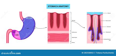 Illustrazione delle mucose orali infiammate