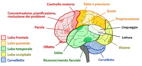 Illustrazione di diverse aree cerebrali coinvolte nelle funzioni cognitive
