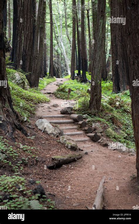 Un sentiero che si snoda tra alberi in una foresta