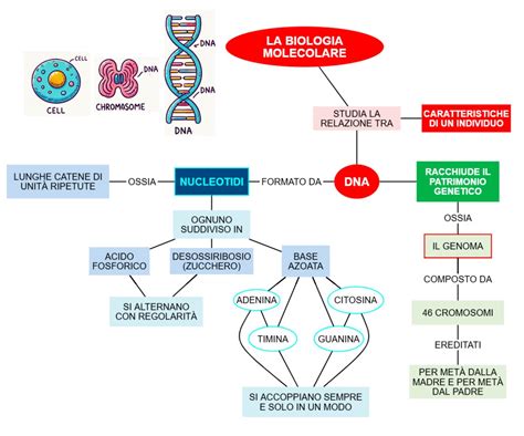 Schema molecolare del gene MAPT