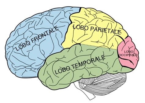 Schema del cervello umano con evidenziati i lobi frontali e temporali