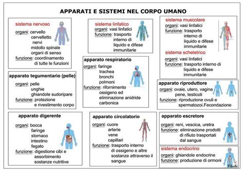 Diagramma che illustra i sistemi del corpo coinvolti nell'equilibrio
