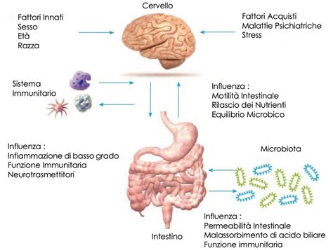 Diagramma che illustra la connessione tra intestino e cervello (asse intestino-cervello)