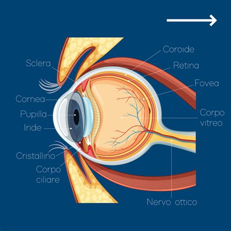 Schema anatomico del contorno occhi con evidenziate le aree soggette a occhiaie
