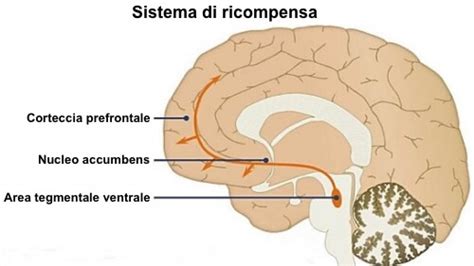 schematizzazione dei circuiti cerebrali della ricompensa