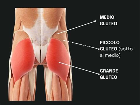 Schema anatomico del muscolo medio gluteo