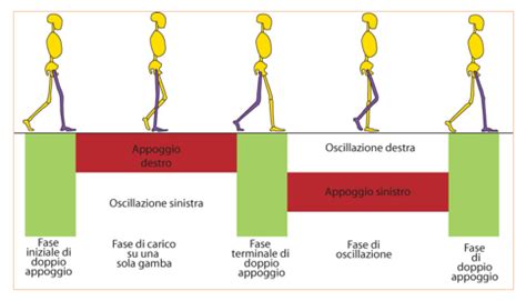Illustrazione della stabilità del bacino durante la camminata