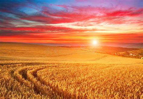 Un campo di grano maturo al tramonto