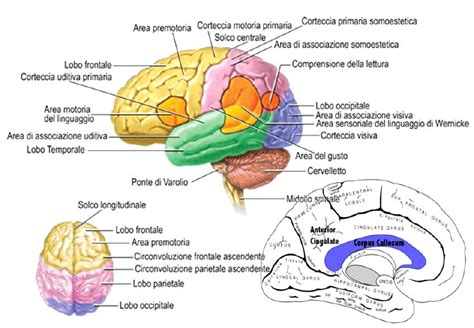 Diagramma che illustra le diverse aree cerebrali colpite dalla demenza