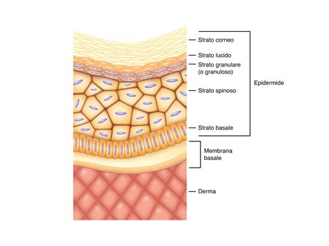 Diagramma che illustra la struttura a strati di un pannolone per adulti