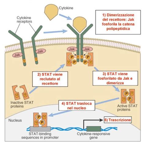 Diagramma del meccanismo d'azione delle citochine nell'anemia da malattia cronica
