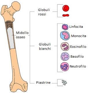 Immagine schematica del midollo osseo e delle cellule del sangue
