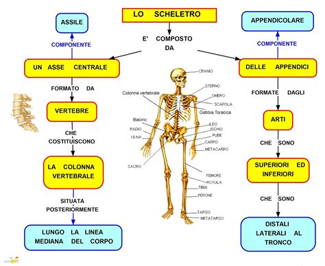 Scheletro umano con evidenziate le aree a rischio osteoporosi