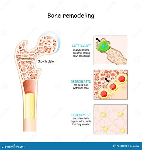 Diagramma del rimodellamento osseo con osteoblasti e osteoclasti