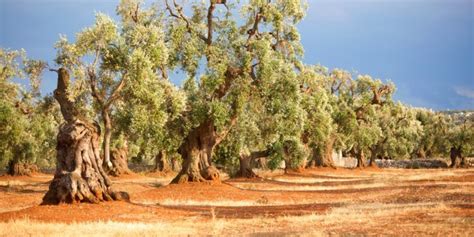 Paesaggio rurale con ulivi